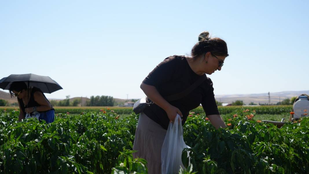 Kış hazırlıklarının olmazsa olmazı! Bu domateste hasat farklı oluyor: Herkes kendi topluyor 7
